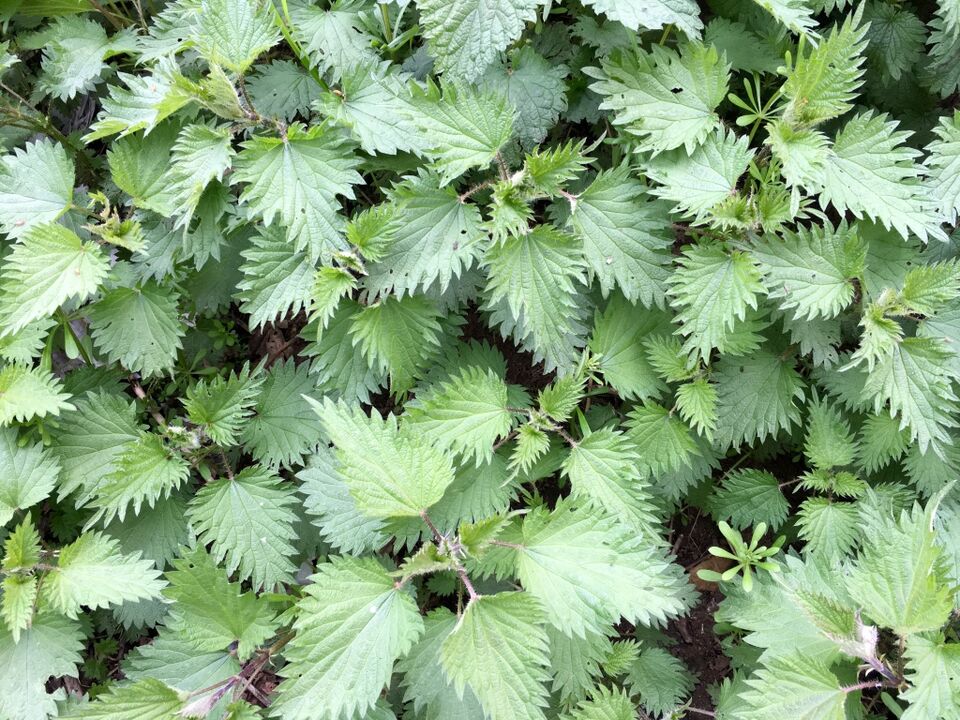 nettles for the treatment of varicose veins